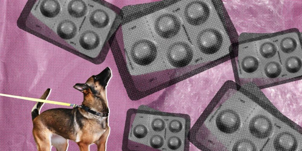 Drug-Sniffing Police Dogs Are Intercepting Abortion Pills in the Mail