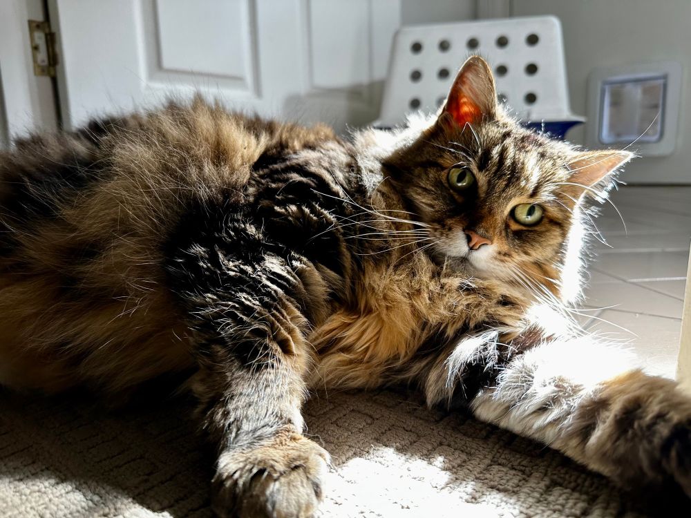 Fluffy cat stretches out indoors in search of the ray of sunlight peeking through the window.