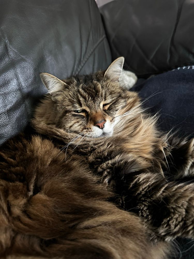 Fluffy Cat half woken up from her peaceful slumber. 