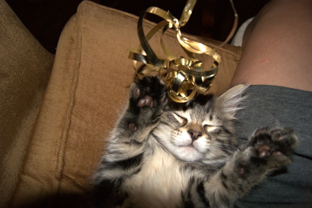 Little kitten laying on her back with a big smile and eyes closed.Arms outstretched playing with a golden ribbon and bell.