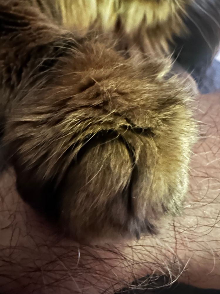 Fluffy cat paw resting on humans arm. 