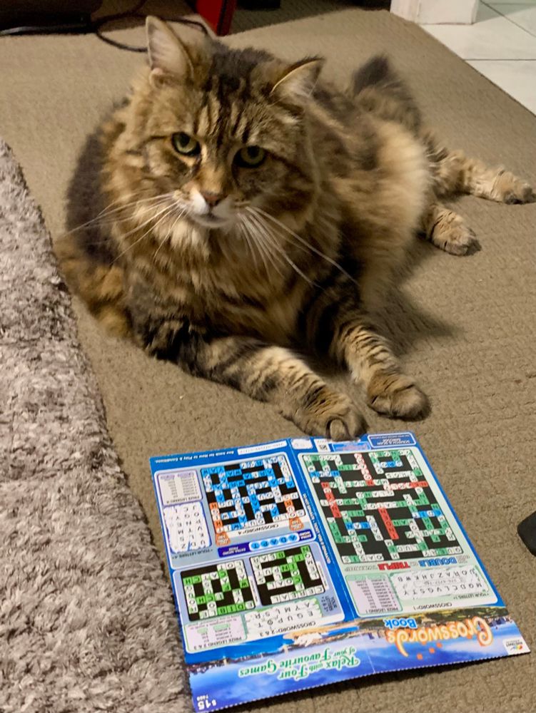 Cat sitting in front of lottery crossword puzzle.