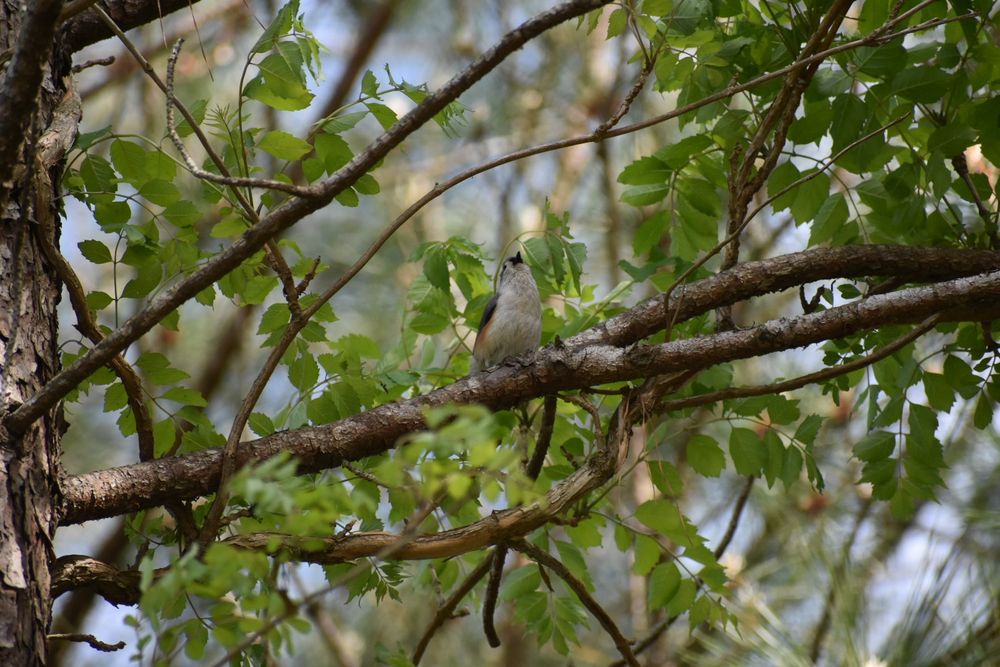 Brown and grey bird looking up while sitting on a tree branch.