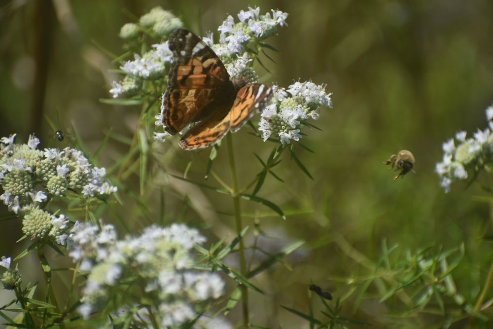 Butterfly landing on white flower with bee flying 
