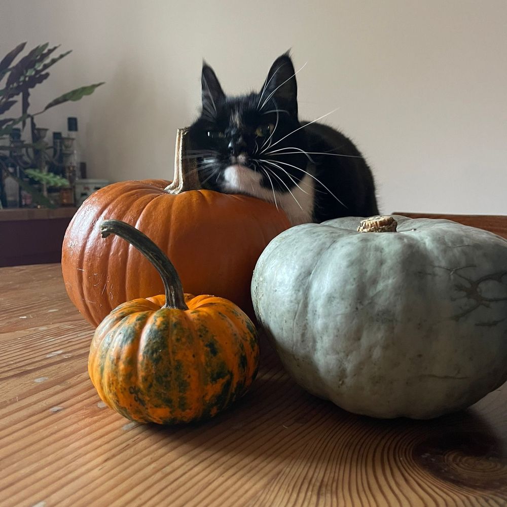 black and white tuxedo cat Marceline is getting friendly with a few halloween pumpkins by rubbing her chin on one of them
