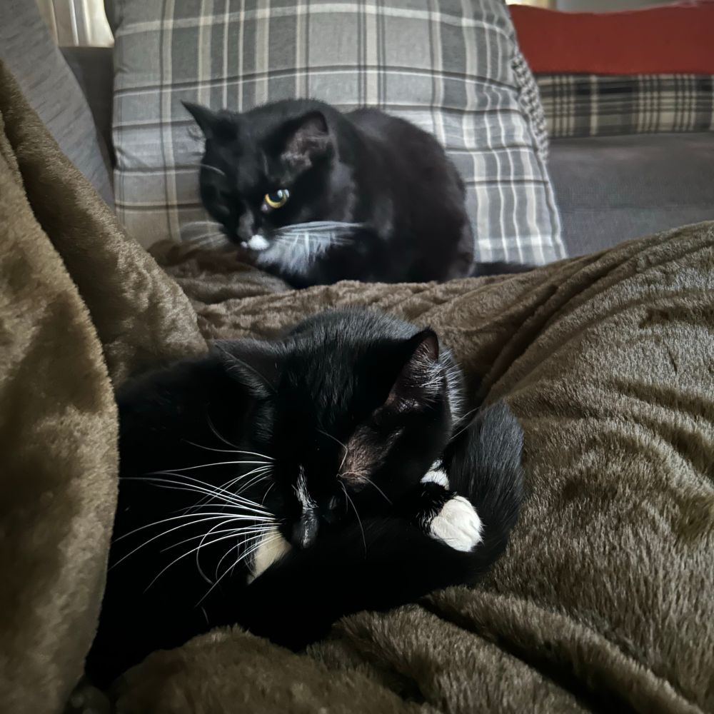 two black and white tuxedo cats