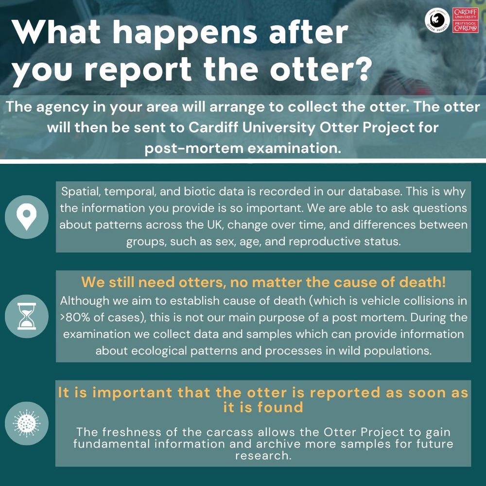 Infographic on "What happens are you report the otter?": The agency in your area will arrange to collect the otter. The otter will then be sent to Cardiff University Otter Project for post-mortem examination. 

Spatial, temportal, and biotic data is recorded in our database. This is why the information you provide is so important. We are able to ask questions about patterns across the UK, change over time, and differences between groups, such as sex, age, and reproductive status. 

We still need otters, no matter the cause of death! Although we aim to establish the cause of death (which is vehicle collisions in >80% of cases), this is not our main purpose of a post mortem. During the examination we collect data and samples which can provide information about ecological patterns and processes in wild populations.

It is important that the otter is reported as soon as it is found. The freshness of the carcass allows the Otter Project to gain fundamental information and archive more samples for future research. 