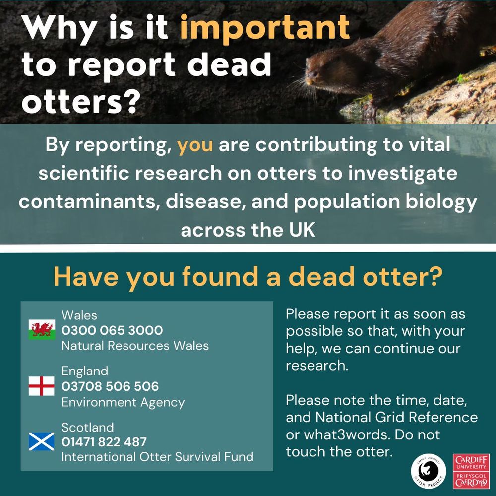 Infographic on "Why is it important to report dead otters?": By reporting, you are contributing to vital scientific research on otters to investigate contaminants, disease, and population population across the UK. Have you found a dead otter? Please report it as soon as possible so that, with your help, we can continue our research. Please note the time, date, and National Grid Reference or what3words. Do not touch the otter. 