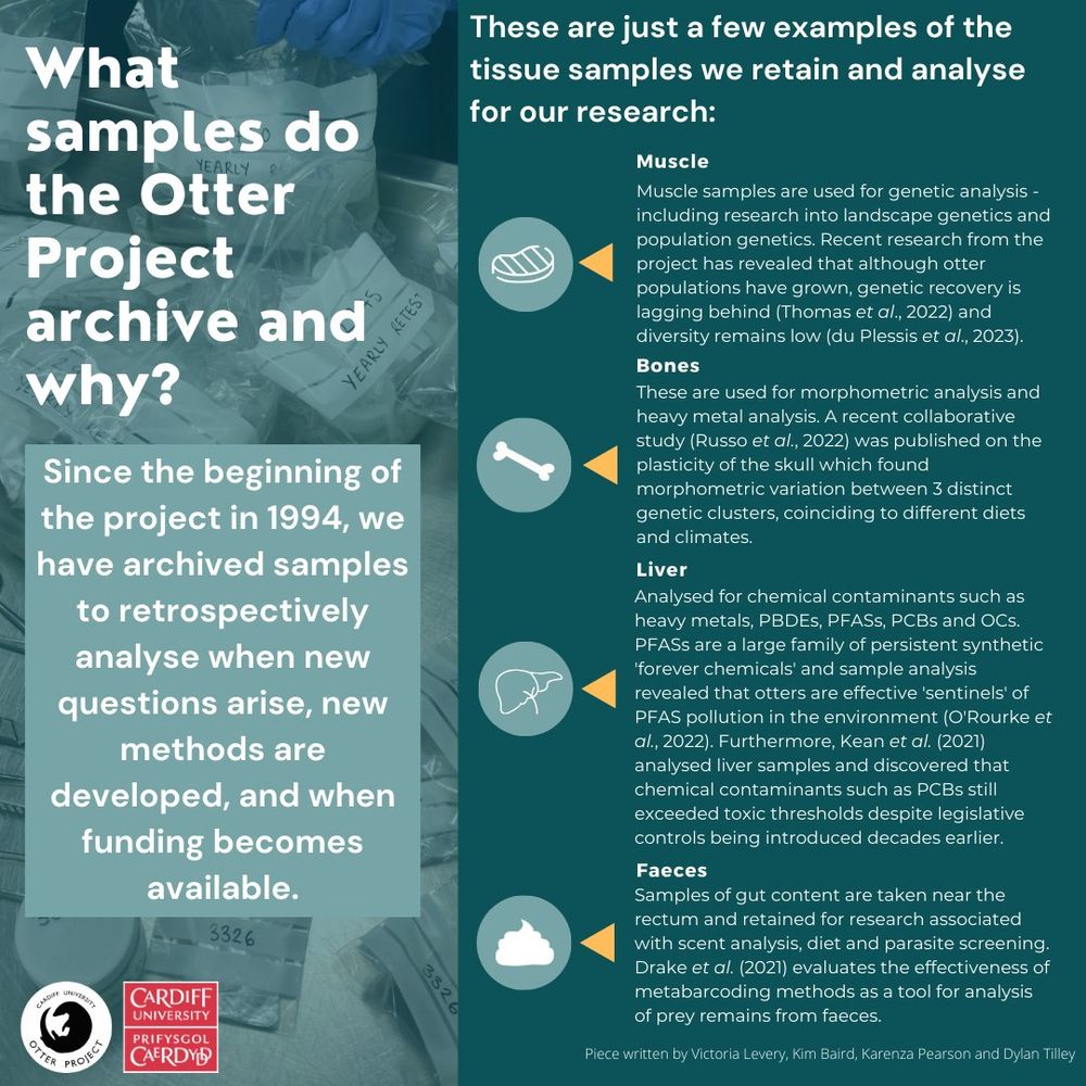 Infographic explaining: "What otter samples do the otter project archive and why?"

Since the beginning of the project in 1994, we have archived samples to retrospectively analyse when new questions arise, new methods are developed, and when funding becomes available.

These are just a few examples of the tissue samples we retain and analyse for our research:

Muscle samples are used for genetic analysis including research into landscape genetics and population genetics. Recent research from the project has revealed that although otter populations have grown, genetic recovery is lagging behind, and diversity remains low.

Bones are used for morphometric analysis and heavy metal analysis. A recent collaborative study was published on the plasticity of the skulls which found morphometric variation between 3 distinct genetic clusters, coinciding to different diets and climates.

Liver is analysed for chemical contaminants such as heavy metals, PBDEs, PFASs, PCBs, and OCs. PFASs are a large family of persistent synthetic "forever chemicals" and sample analysis revealed that otters are effective sentinels of PFAS pollution in the environment. Furthermore, we have found that chemical contaminants such as PCBs still exceeded toxic thresholds despite legislative controls being introduced decades earlier.

Samples of gut content are taken near the rectum and retained for research associated with scent analysis, diet, and parasite screening. We have evaluated the effectiveness of metabarcoding methods as a tool for analysis of prey remains from faeces.