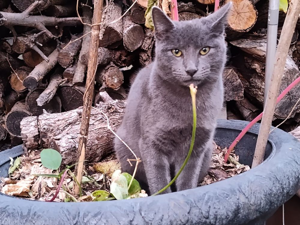 Photo of a gray cat sitting outdoors in a large potted plant
