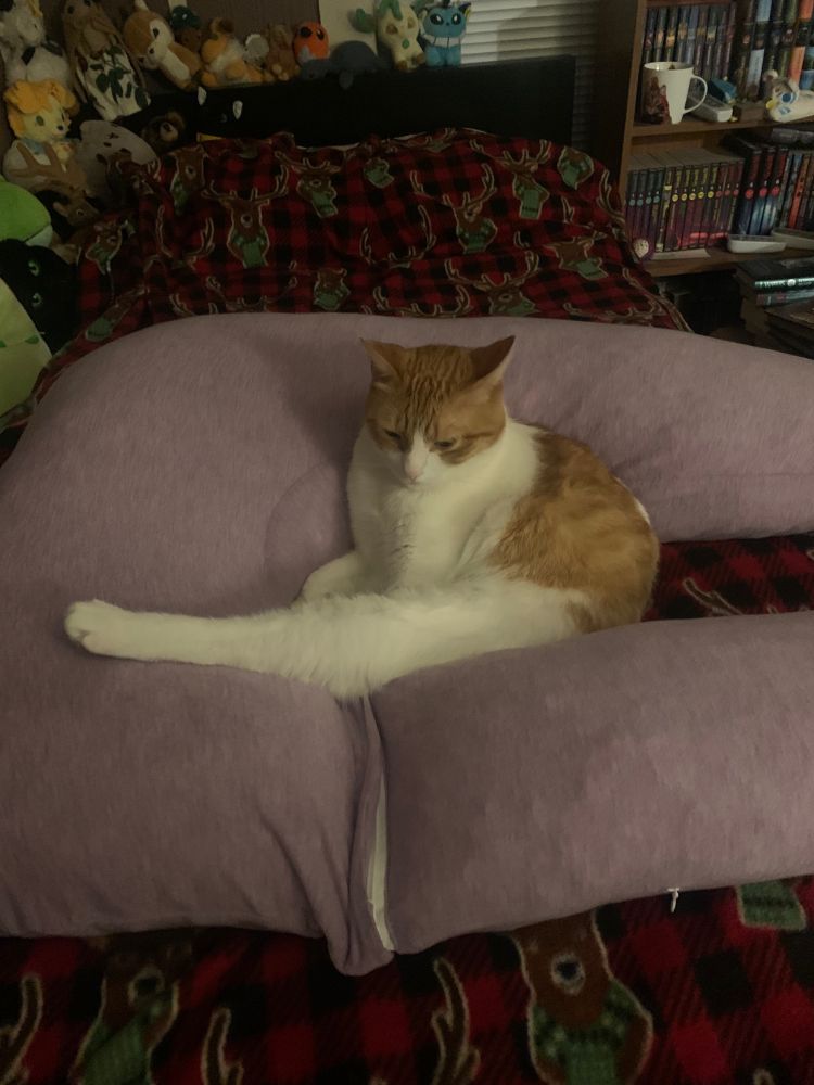 A ginger and white tabby cat cozy in the middle of a purple pregnancy pillow, resting his back leg on the top. 