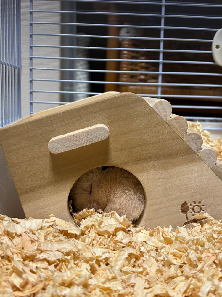 巣箱にミチミチに詰まって眠るゴールデンハムスター(キンクマ)のツムギ。