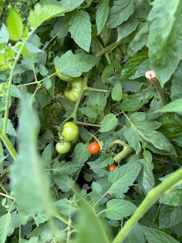 Photo of a tomato plant