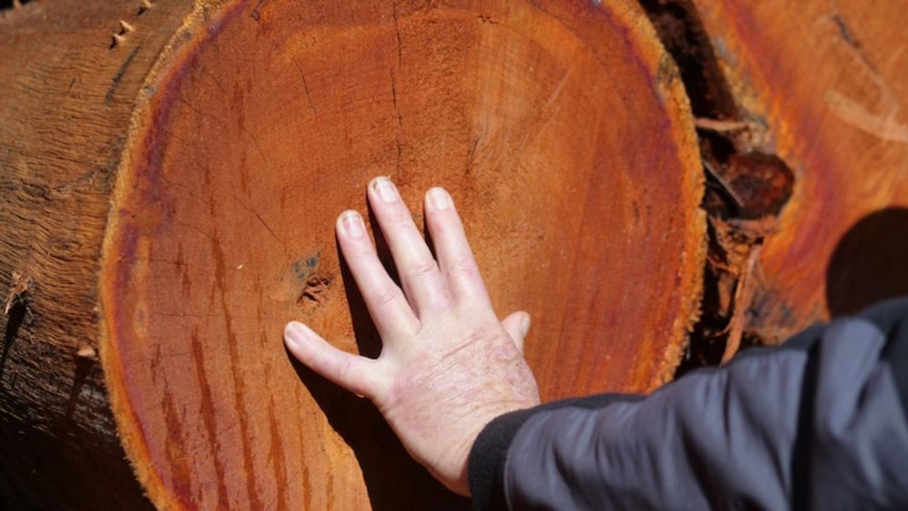 Will there still be firewood? How Western Australia's native logging ban could affect you