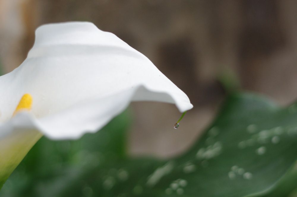 白きカラーと水滴