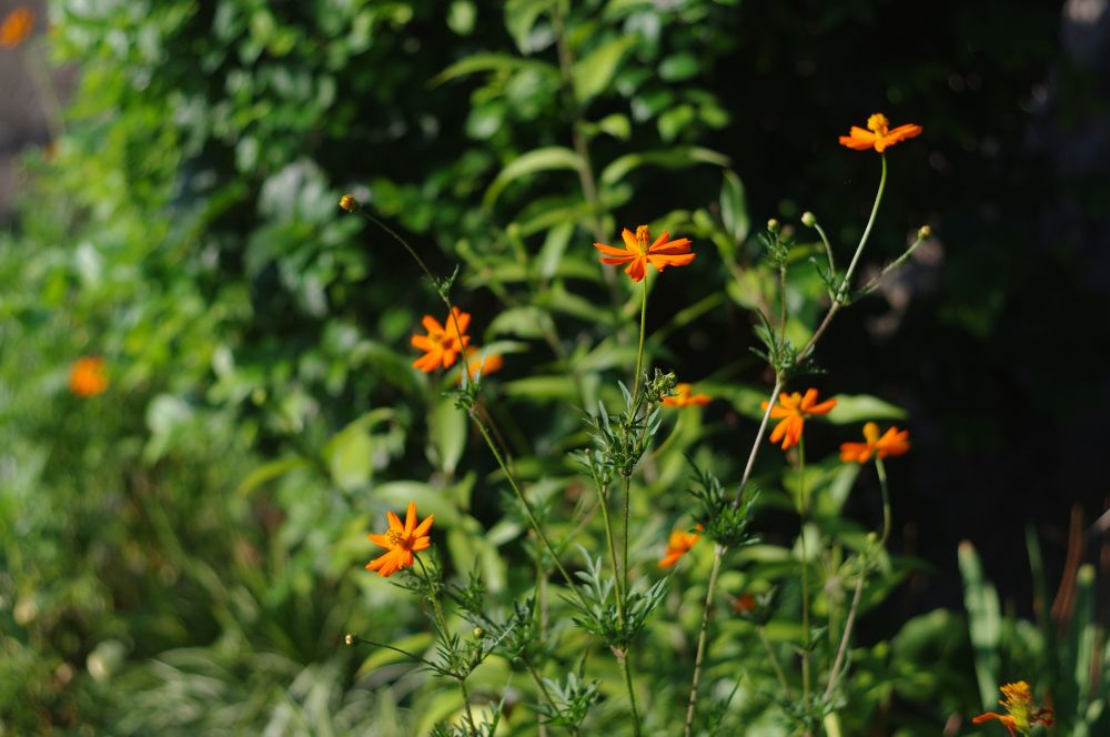 キバナコスモス