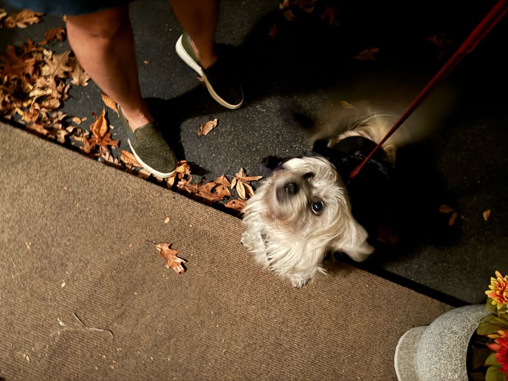 Very small dog dressed in spider costume 