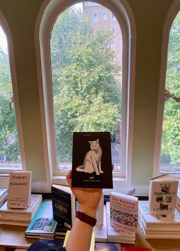 Rebecca van Laer's CAT held in front of a triple window facing trees from above. The book cover shoes a pensive green eyed white cat.