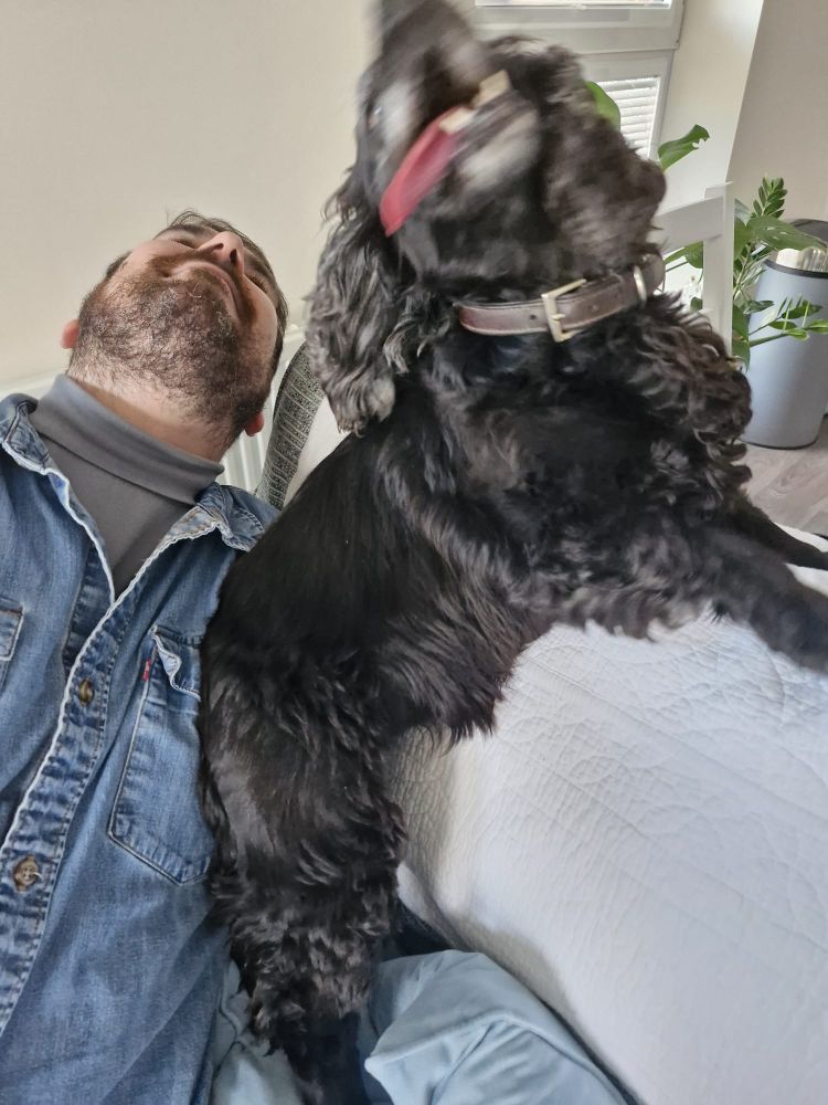 A black working cocker spaniel with boundless energy defiantly manages to avoid staying still enough for the camera. A hapless bearded human backs away sharply in fear for his safety.