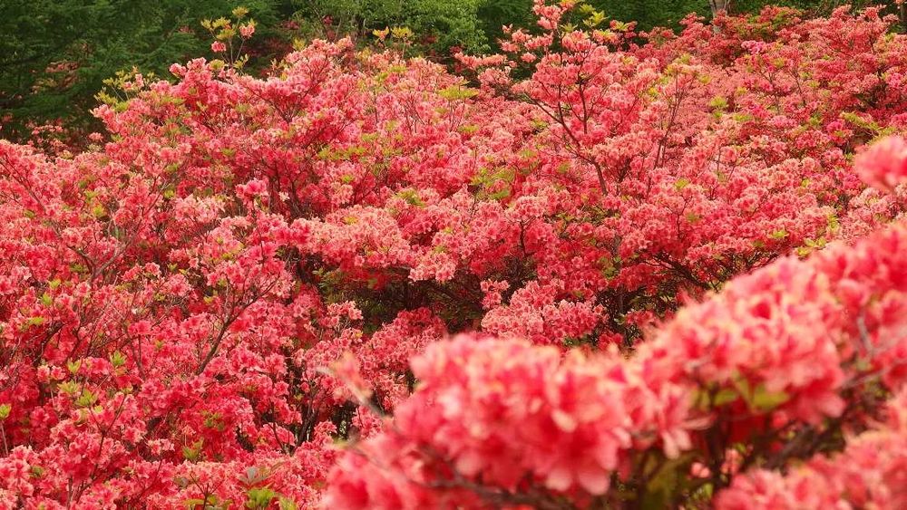 ヤマツツジ、五葉山