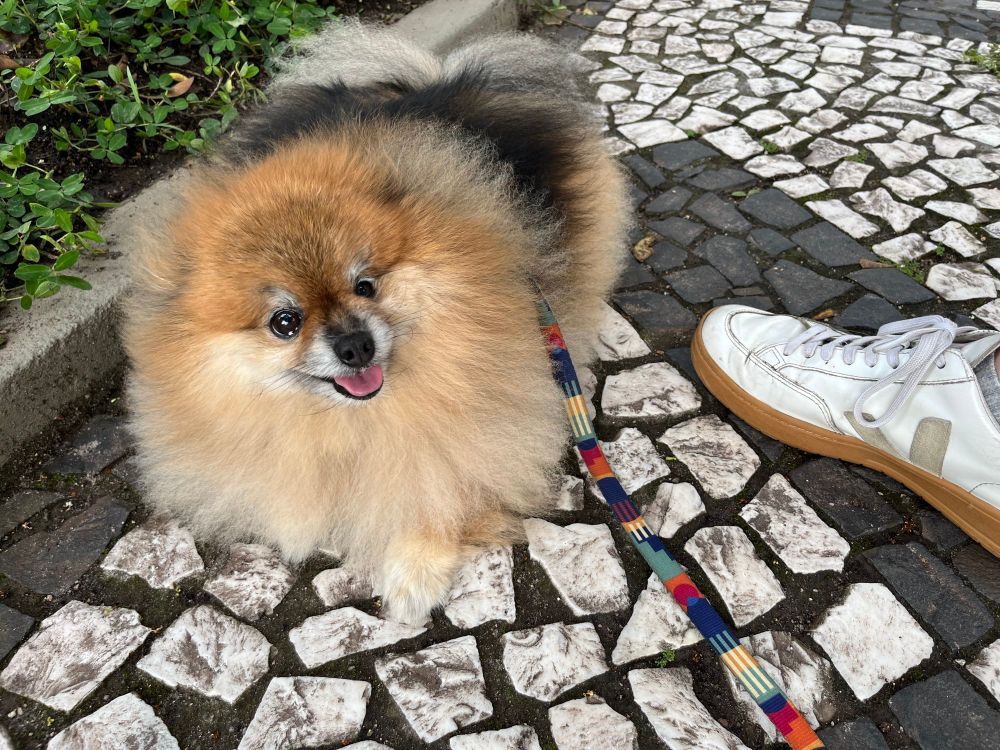 Cachorro Lulu da Pomerânia sobre calçado petit pavé. O cachorro tem pelo desgrenhado.