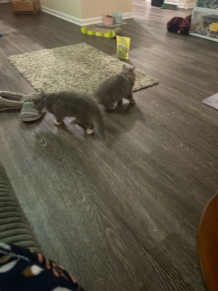 Two kittens exploring their new home