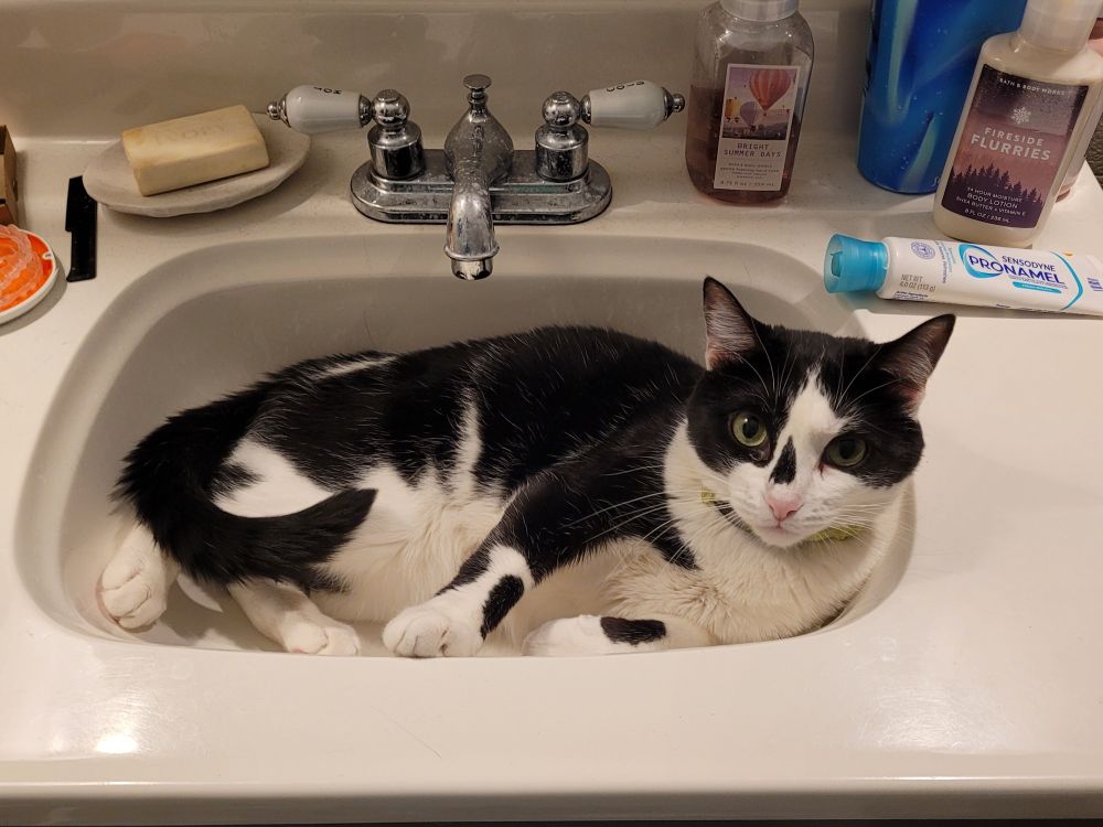 A black and white cat lays in a sink while looking at the camera for a photo. Her name is smudge and is allergic to tap water and harsh words.