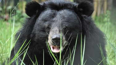 End bear bile farming and protect animals across Asia. Support sanctuaries, rescue missions and lasting change.