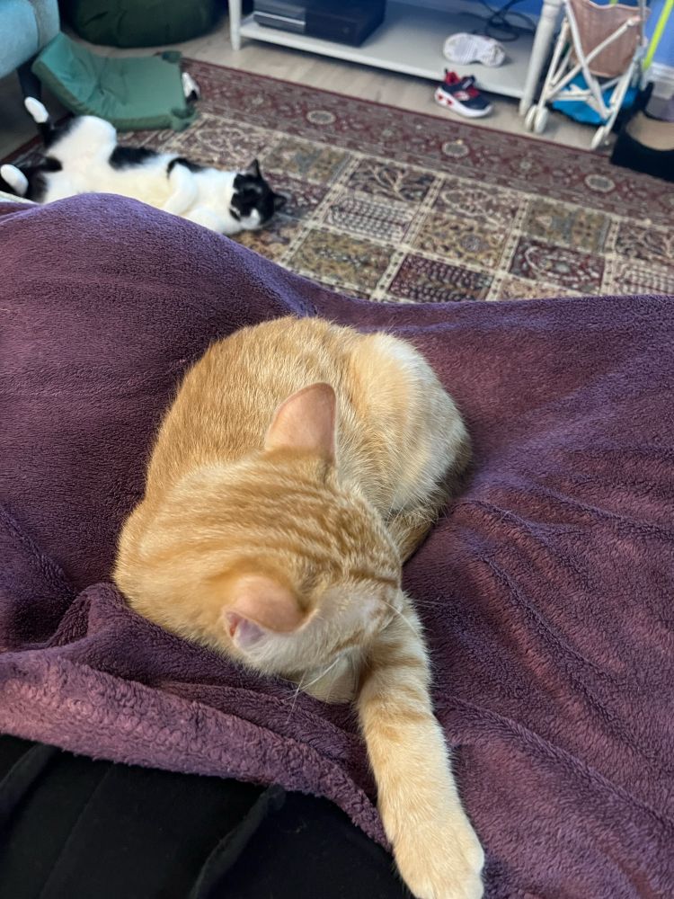Image shows a small ginger kitten lying on a purple blanket 