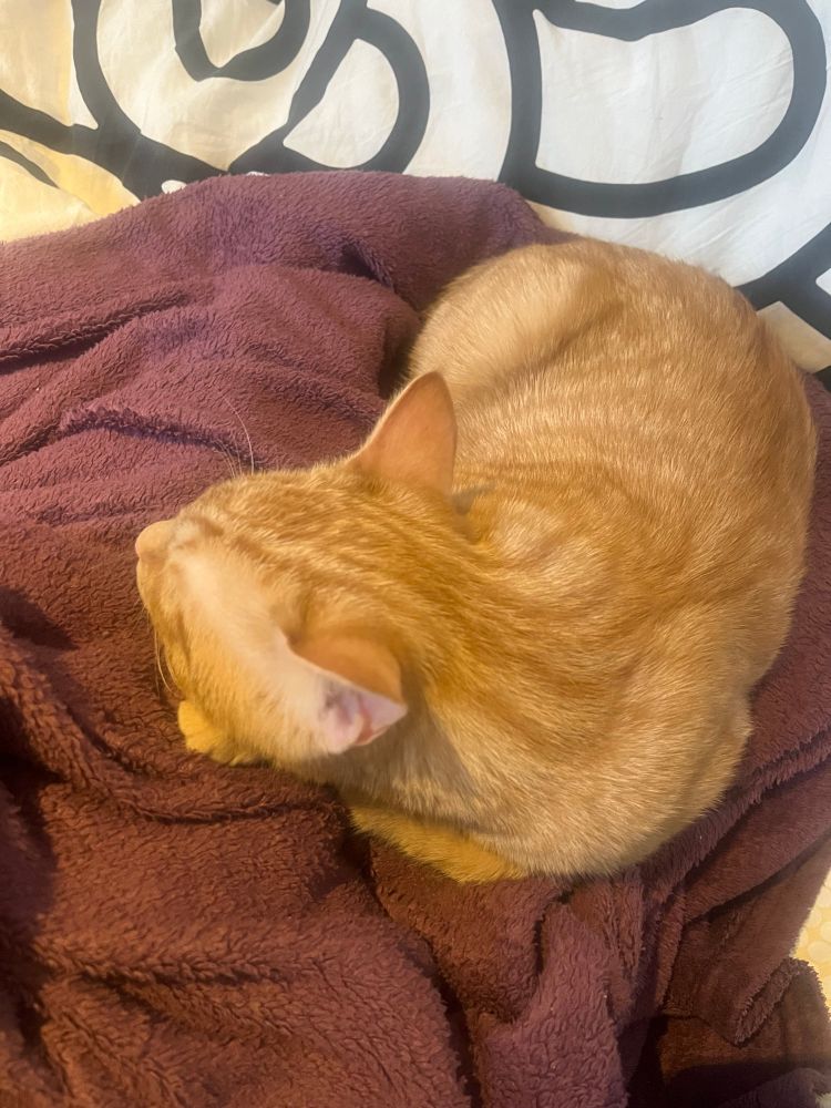 Image shows a small ginger kitten asleep on a purple blanket 