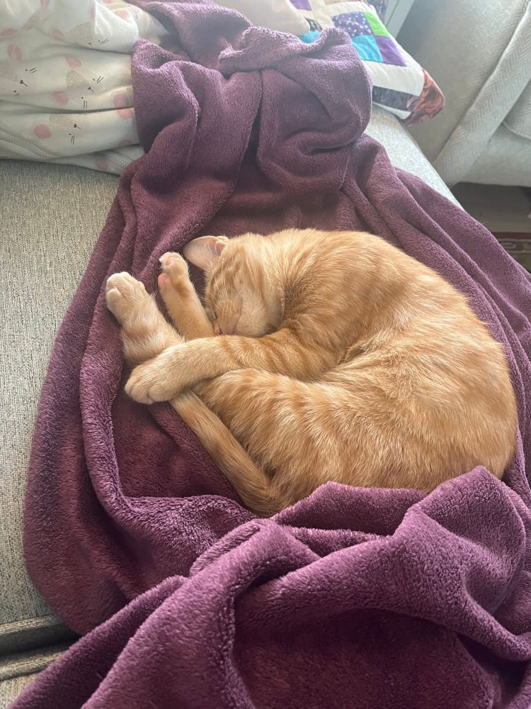 A small ginger cat lies in a perfect circle on top of a fuzzy purple blanket. 
