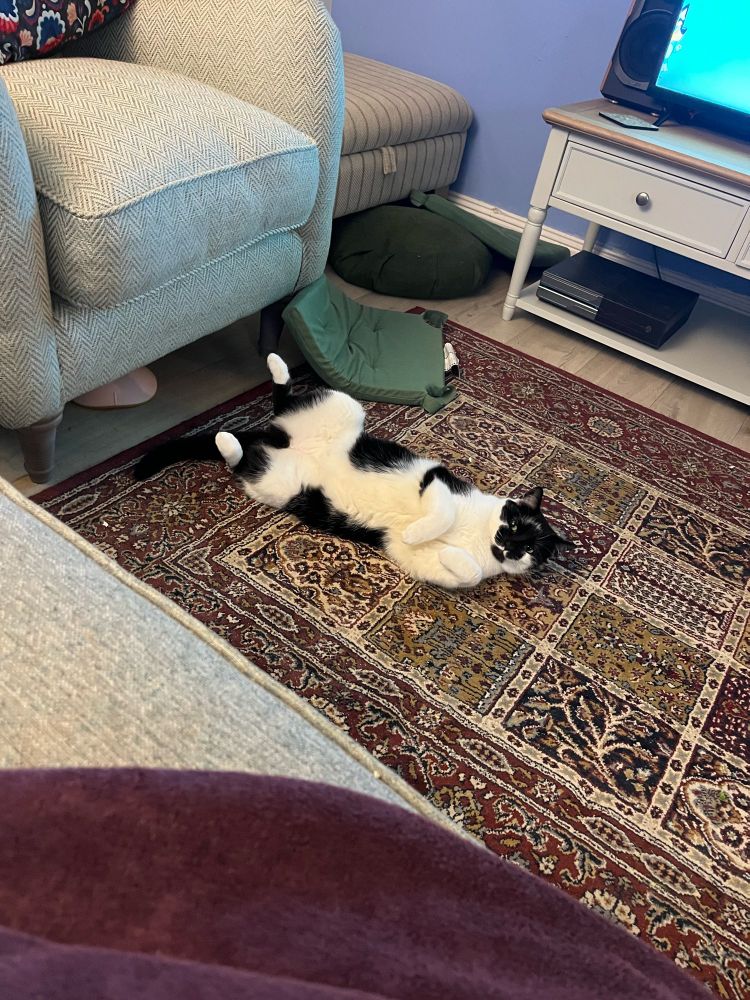 Image shows a black and white cat lying belly up on a red rug 