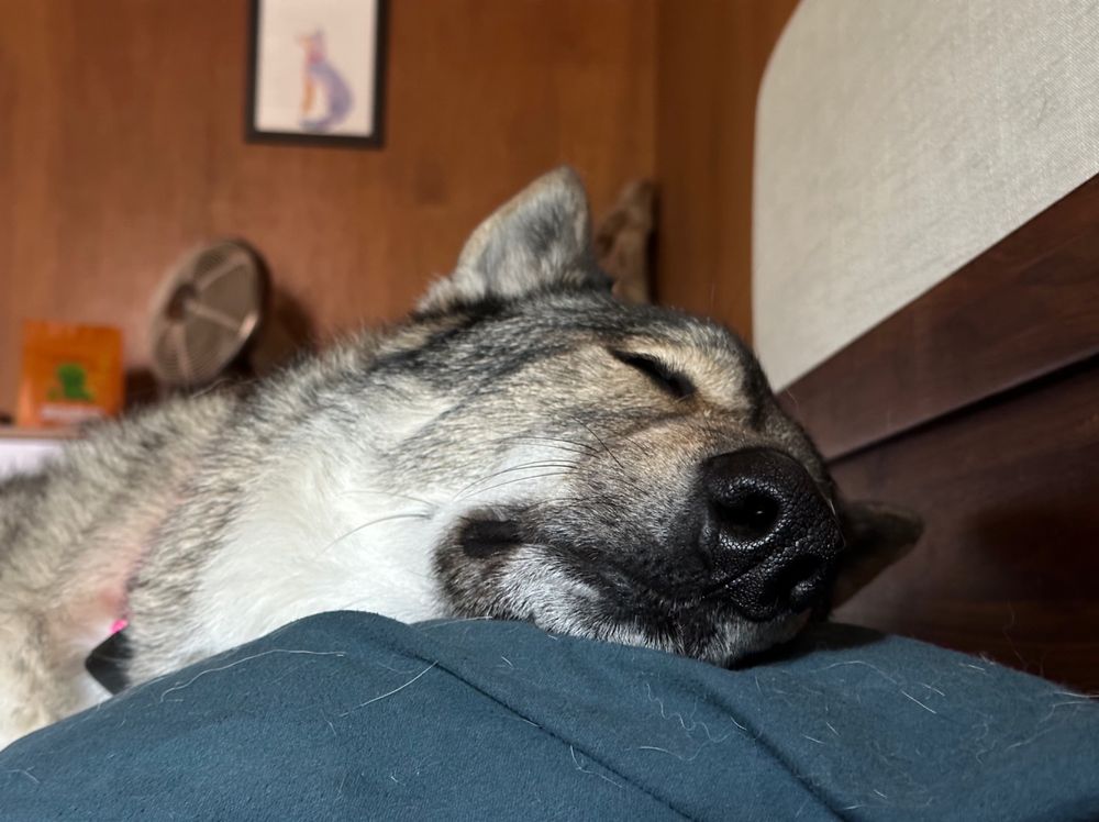 Dog resting his head on my pillow. Declares it’s a sleep in day. 