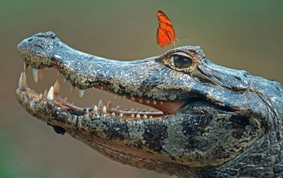 Butterfly drinking salty tears from a crocodile from: https://www.science.org/content/article/scienceshot-butterflies-sip-crocodile-tears