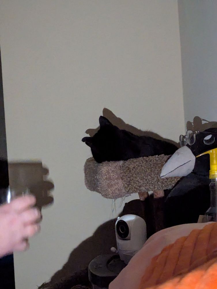 A black cat, in a cat tree, is fascinated by shadows cast by a cell phone flashlight.  A hand, holding a glass, projects shadows for the cat's amusement/confusion