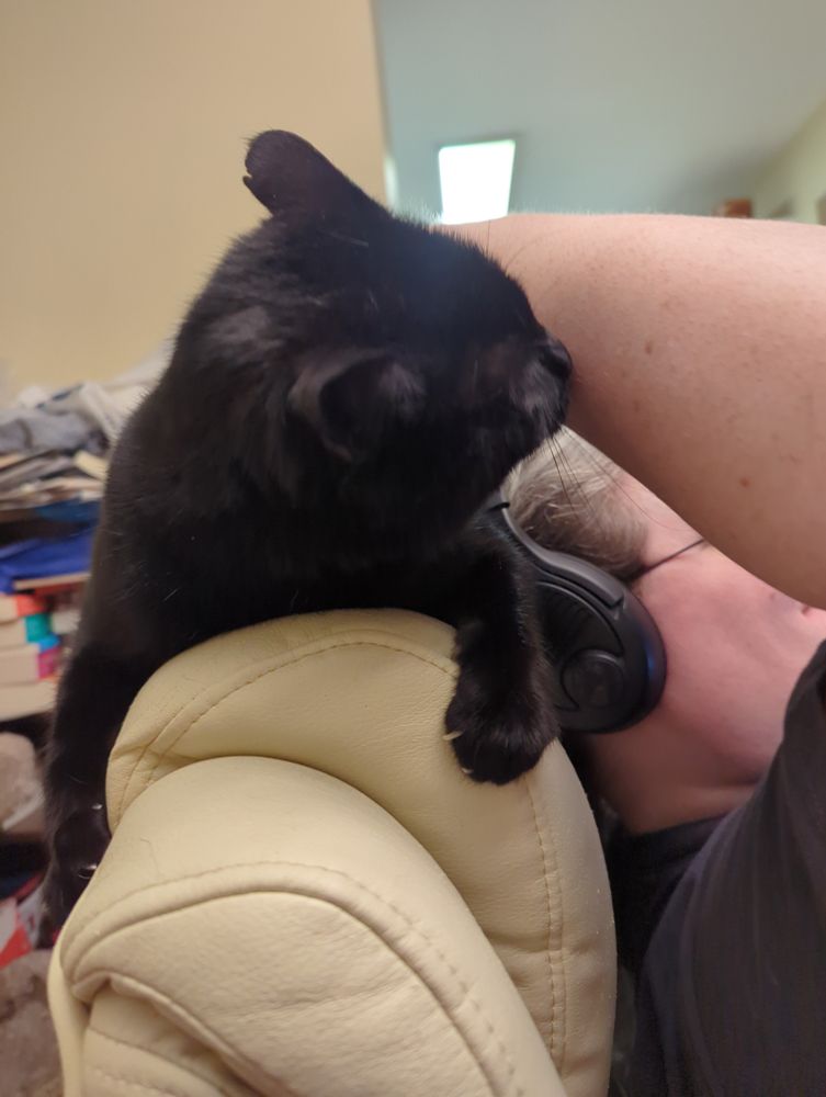 A black cat lying on a chair back, nosing at the woman's arm petting them.  The woman, though in frame, has her face obscured by that same arm