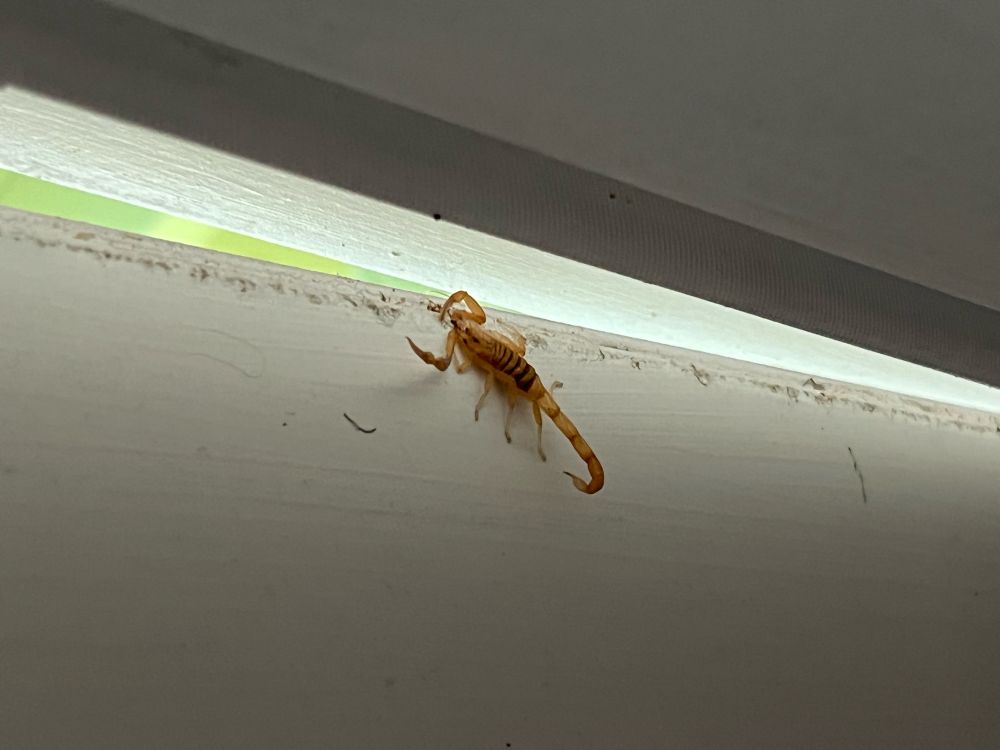 Baby bark scorpion dead by door squish.