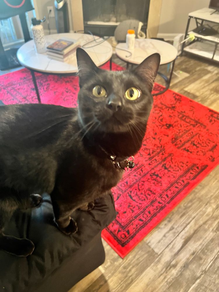 Black cat staring up at camera on edge of couch with a collar on. Red rug and white marble coffee table are behind him 