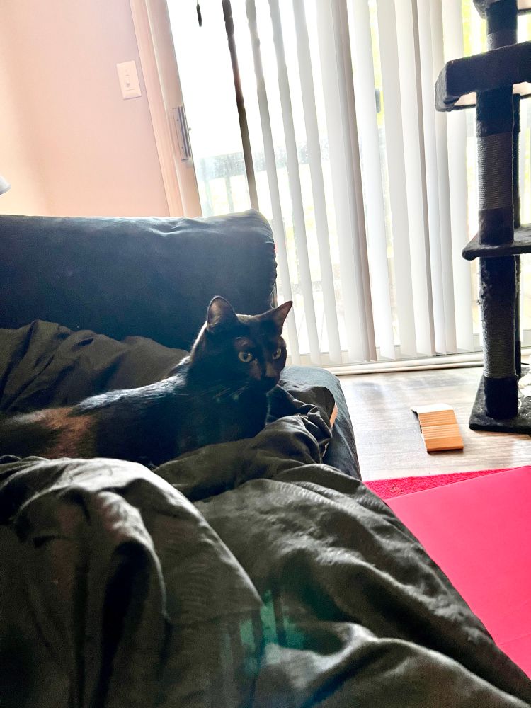 Black cat laying on a black couch with black covers on it. He’s looking off from the camera while balcony doors with open blinds are behind him and a piece of his black cat tower and a red cushion on the floor can be seen around him. 