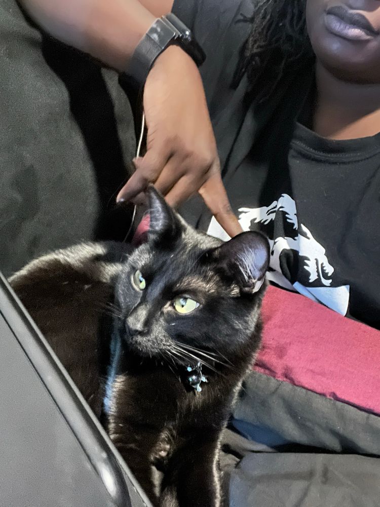 Black cat cuddled on Sheron’s blanket on couch between her and her laptop/laptop stand. He is looking at the laptop screen