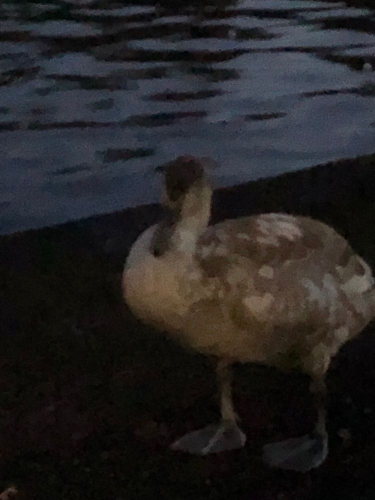 A swan at the waters edge 