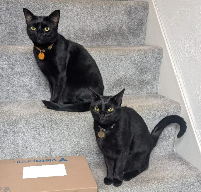Two black cats sitting on some stairs waiting to be fed because they are STARVING