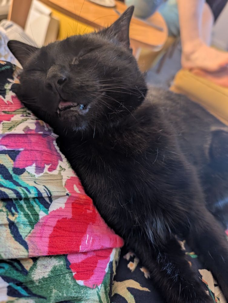 A black cat fast asleep showing his teeth