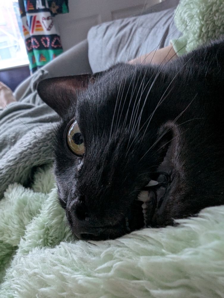 A close up of a black cats face