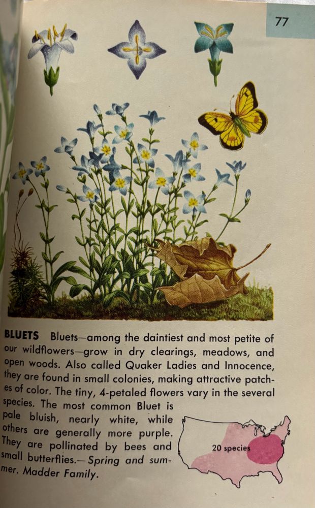Illustration of bluets
