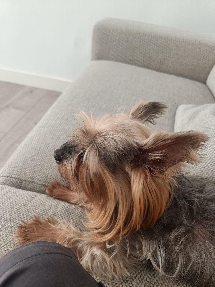 Cassie, una perrita Yorkshire en un sofá 