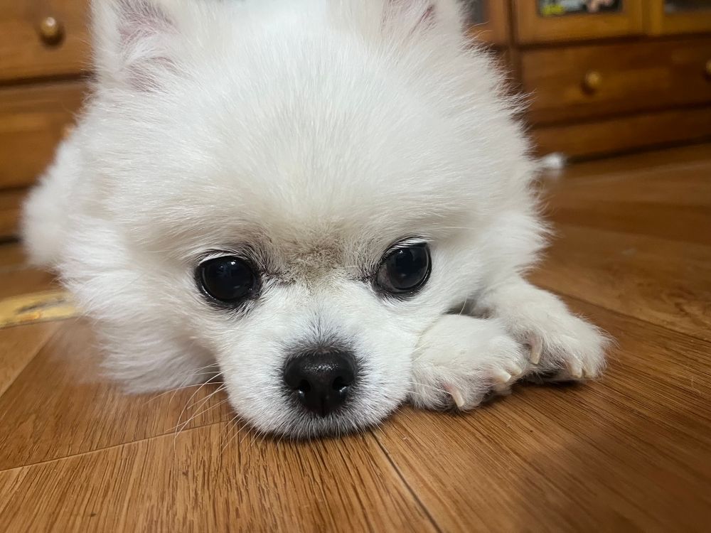 앞발을 모으고 생각에 잠긴 하얀 강아지