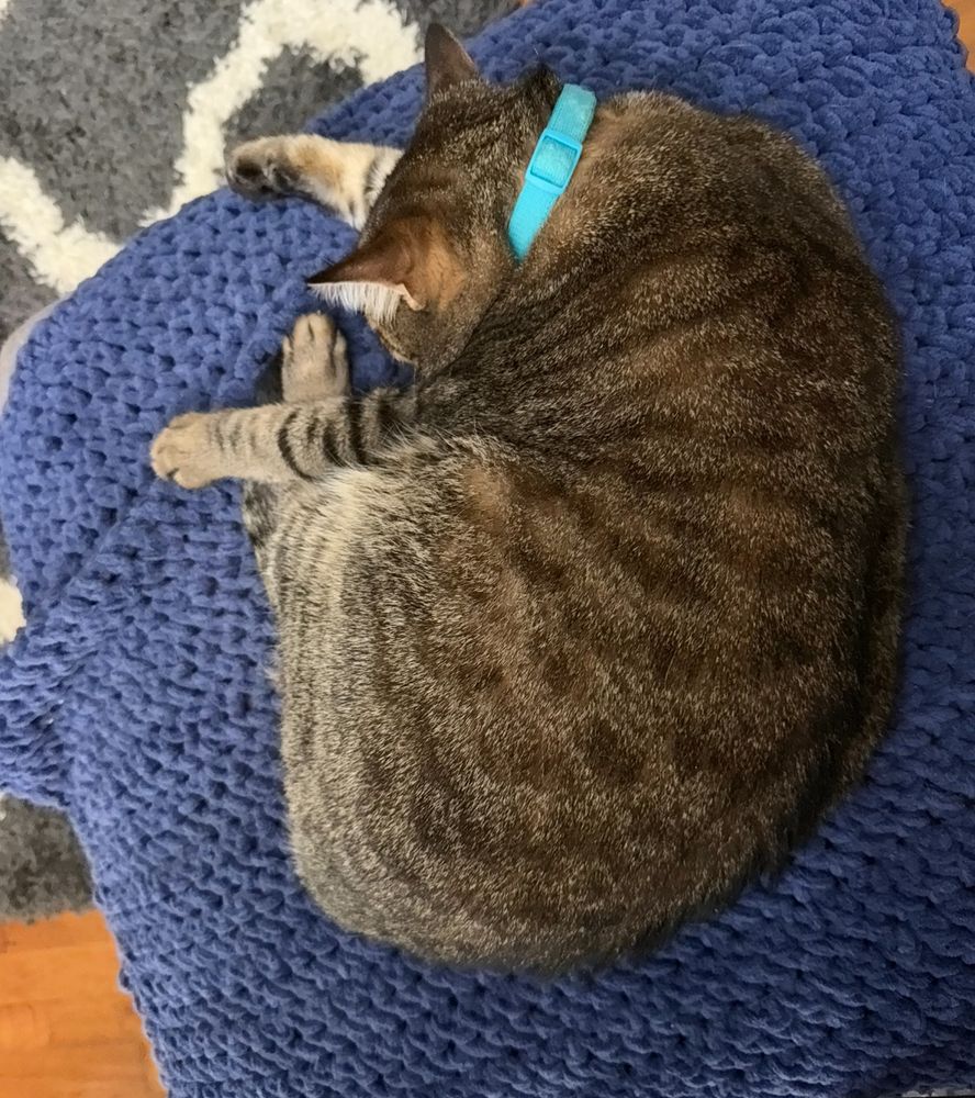 Fitz, a chunky brown tabby cat snoozling peacefully on his ottoman which is covered by a little kitty sized blankie