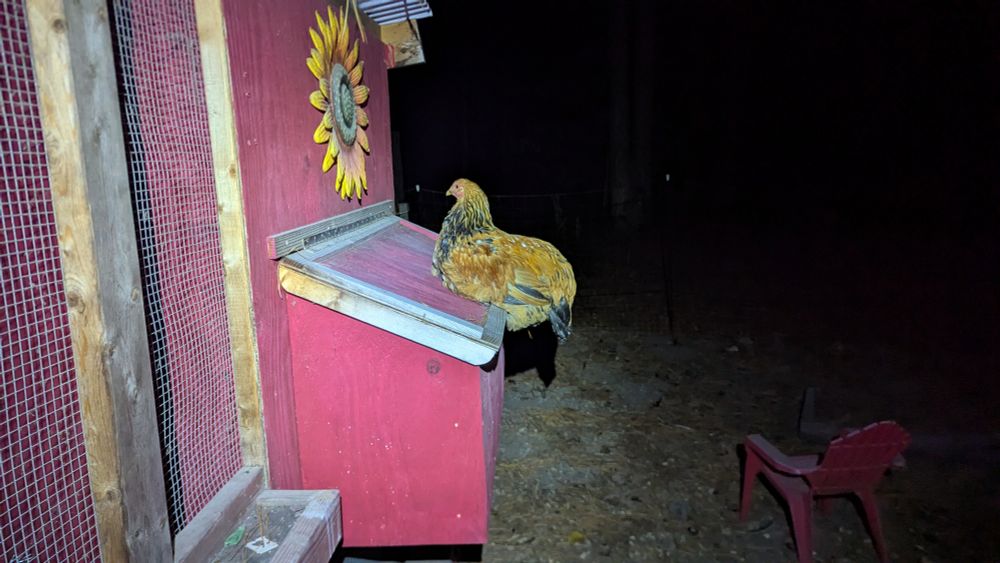 A chicken sitting on the outside of a coop, instead of the inside. 