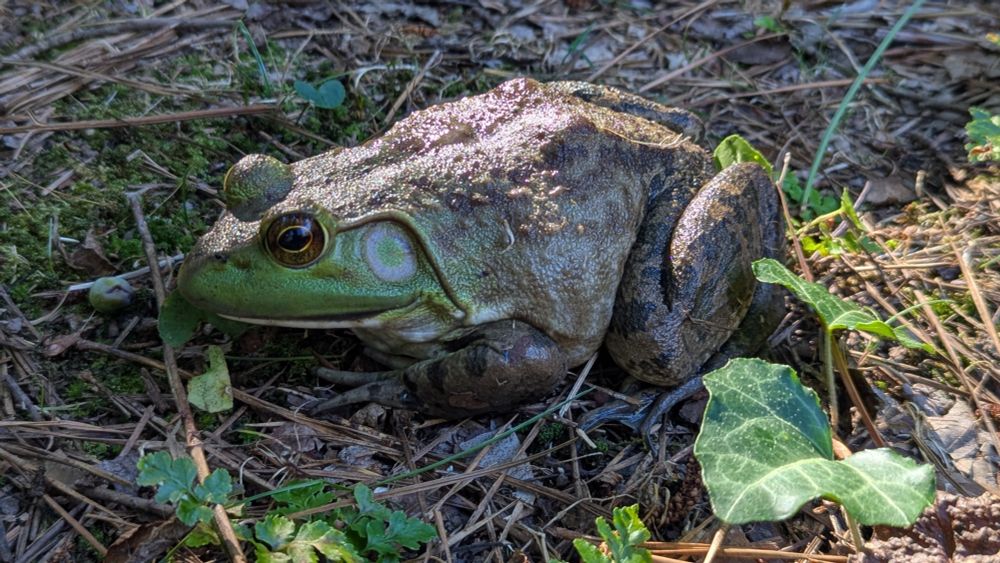 A very big bull frog. 